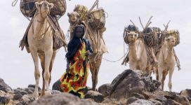 Women pastoralists feel heat of Climate Change