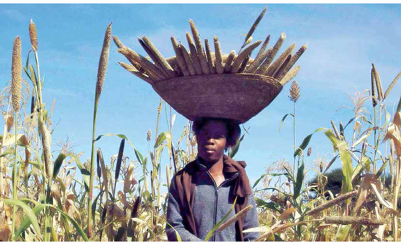 Seeds in Africa, future of farmer seed system at risk?